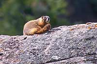 Yellow-bellied marmot, Yellowstone N.P., Wyoming, U.S.