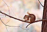 Red squirrel, Cuyahoga Valley NP, Ohio, U.S.