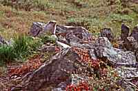 Hoary marmot sentinal, Denali National Park