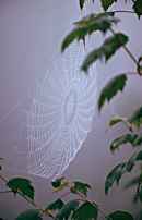 Spider web over Swallow Falls, Maryland