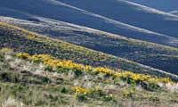 Arrowleaf Balsamroot at the National Bison Range