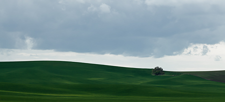 Wheat field panorama, The Palouse, Washington, U.S.